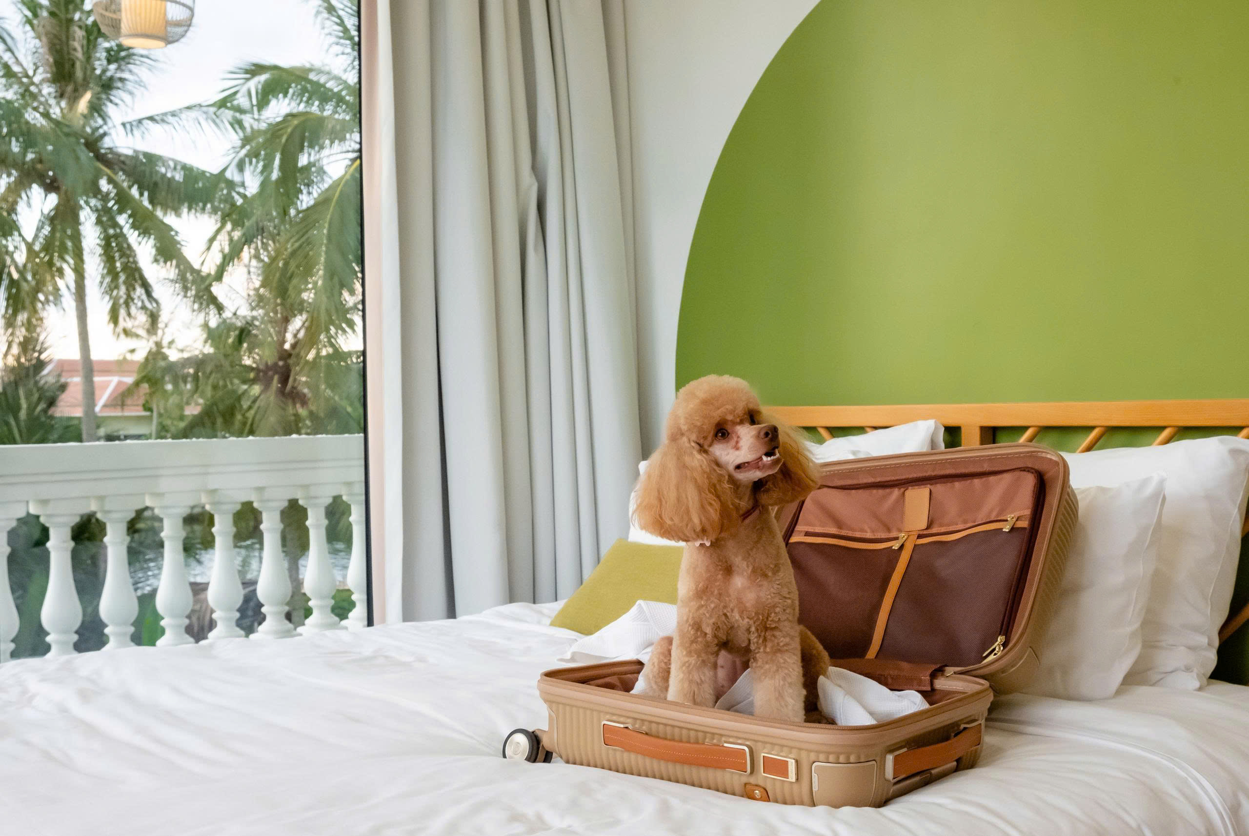 villa Hội An pet friendly